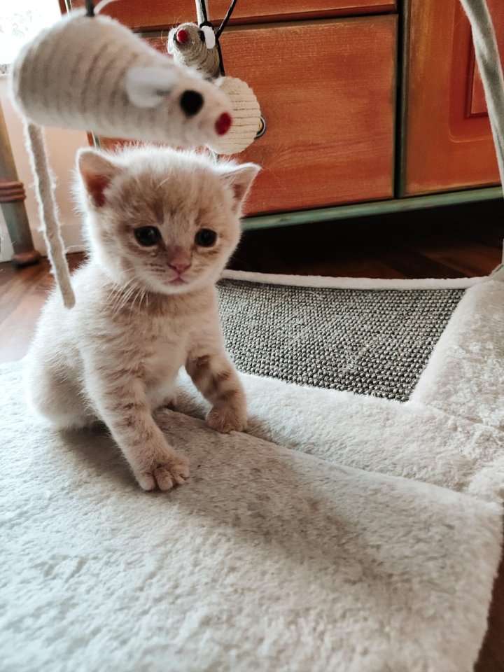 Ab Wann Kann Ein Bkh Kater Decken BKH Kitten Kater creme · Tiere